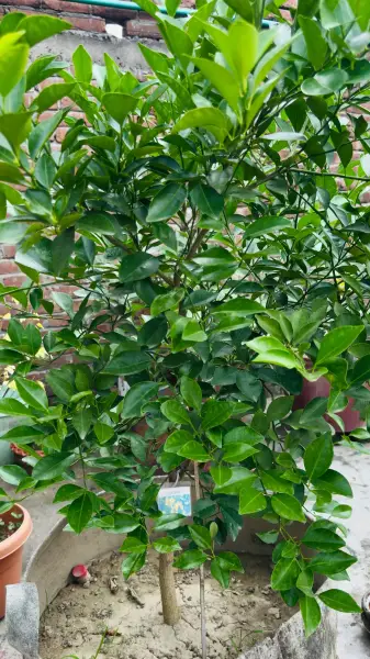 china orange 
