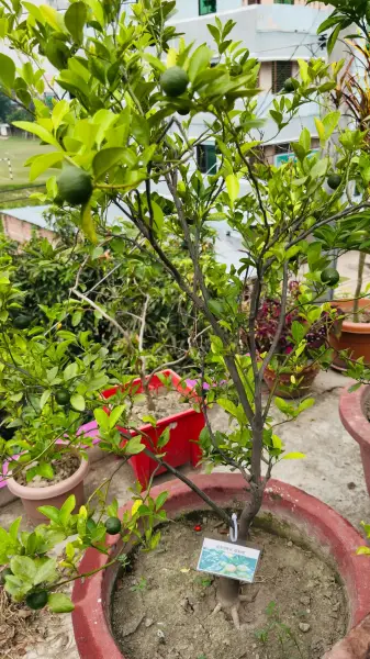 china orange with fruit