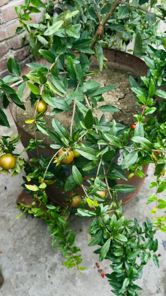 থাই আনার