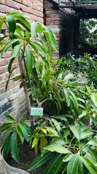 ভাসতারা আম