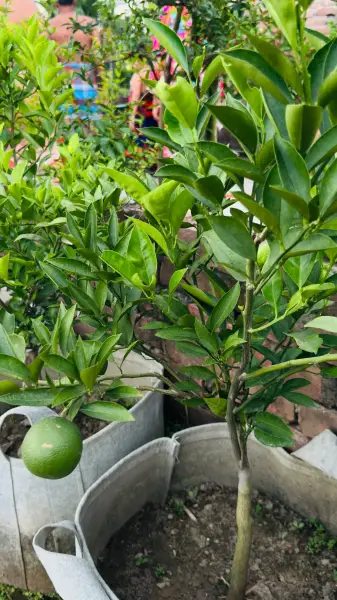 কাটোল গোল্ড (Orange)