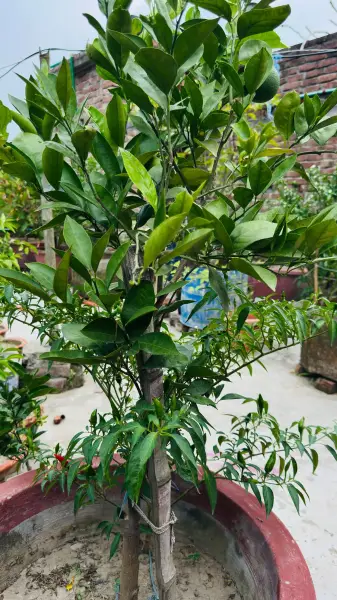 হলদে-কমলা 2 