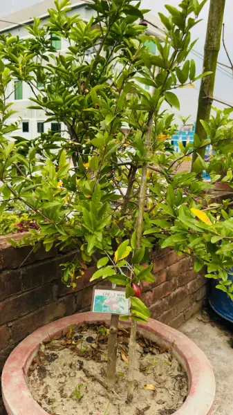 GM2 আনার