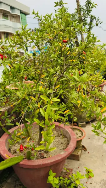 অস্ট্রেলিয়ান আনার 