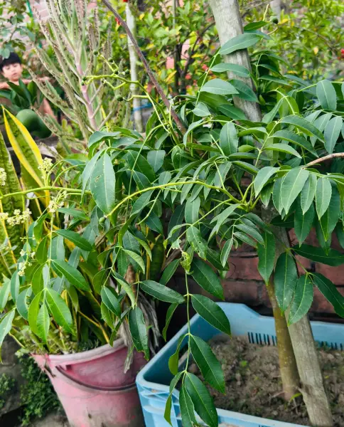 থাই আমড়া (Thai Hog Plum)