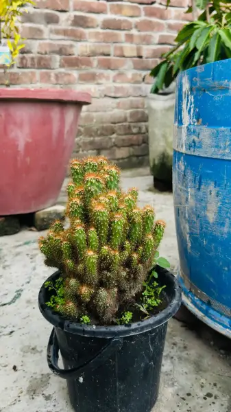 ক্যাকটাস 