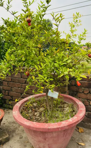 ম্যাক্সিকান আনার 
