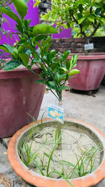 আফোরার ম্যান্ডারিন