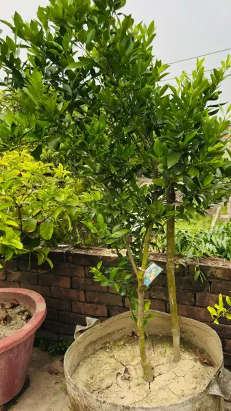 দার্জিলিং কমলালেবু