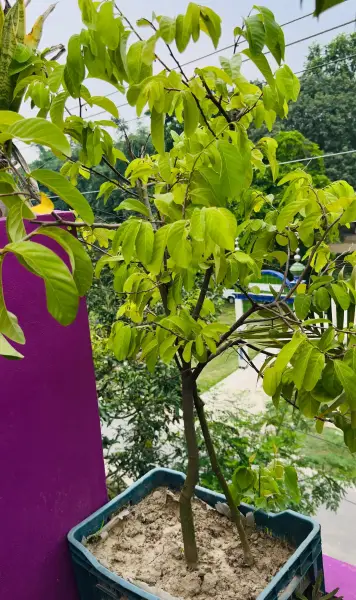 মেওয়া