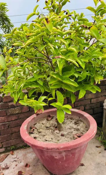 থাই জামরুল 