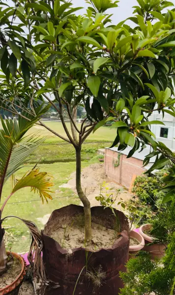 সফেদা